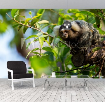 Picture of Common marmoset